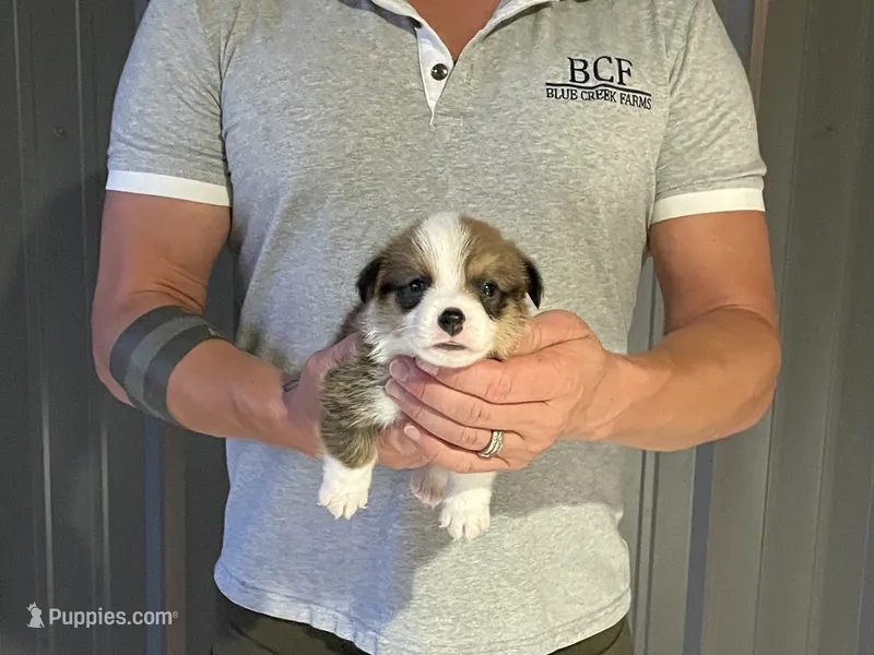 Lue Lue - Male 3 – Pembroke Welsh Corgi puppy for sale in Jefferson, SC