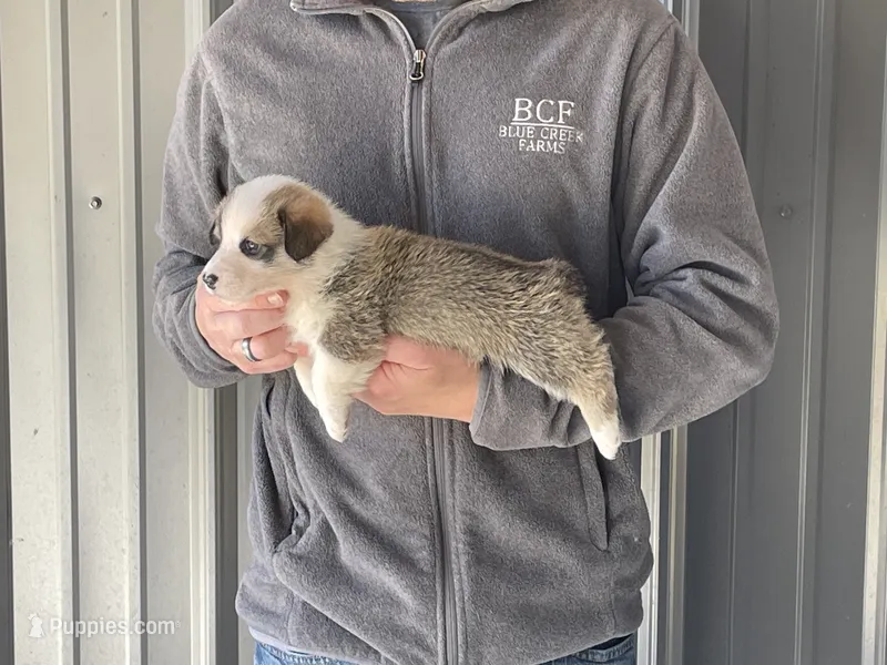 Maddy - Female 2 – Pembroke Welsh Corgi puppy for sale in Jefferson, SC