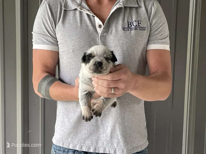 River - Male 1 – Australian Cattle Dog puppy for sale in Jefferson, SC
