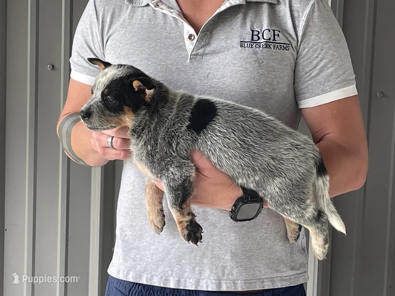 Eve - Female 1 – Australian Cattle Dog puppy for sale in Jefferson, SC