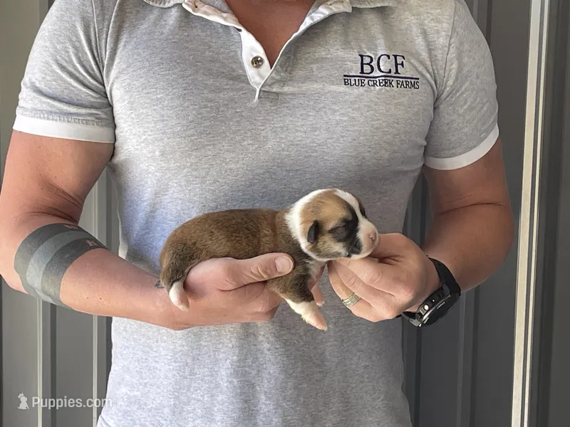 Olive - Female 5 – Pembroke Welsh Corgi puppy for sale in Jefferson, SC