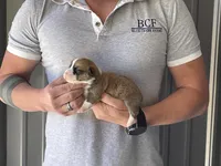 Olive - Female 5, a female Pembroke Welsh Corgi for sale in Jefferson, SC – Photo 2 of 4