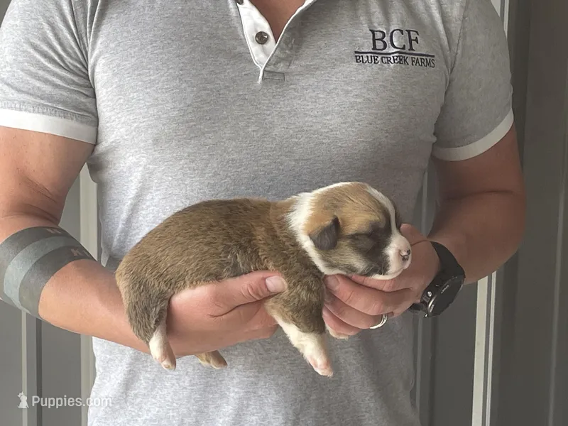 Olive - Female 5 – Pembroke Welsh Corgi puppy for sale in Jefferson, SC