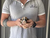 Olive - Female 5, a female Pembroke Welsh Corgi for sale in Jefferson, SC – Photo 3 of 4