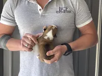 Olive - Female 5, a female Pembroke Welsh Corgi for sale in Jefferson, SC – Photo 4 of 4