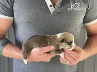 Lue Lue - Male 4, a male Pembroke Welsh Corgi for sale in Jefferson, SC – 2 of 3