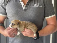 Tulip - Female 3, a female Pembroke Welsh Corgi for sale in Jefferson, SC – 1 of 4