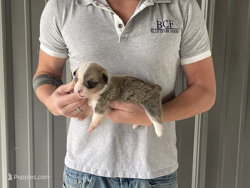 Maddy - Male 1 – Pembroke Welsh Corgi puppy for sale in Jefferson, SC