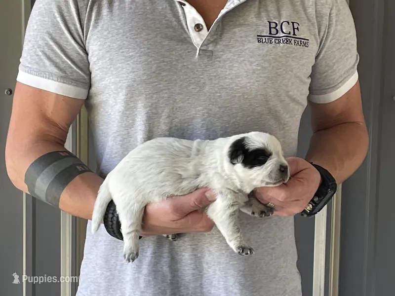 River - Male 1 – Australian Cattle Dog puppy for sale in Jefferson, SC
