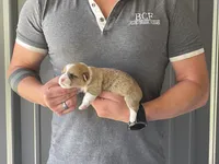 Tulip - Female 2, a female Pembroke Welsh Corgi for sale in Jefferson, SC – 4 of 4