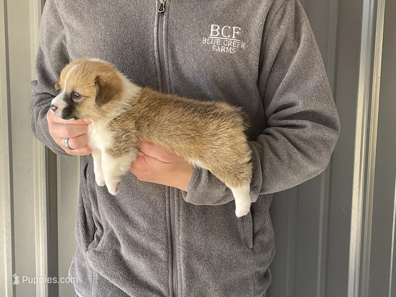Peppa - Female 4 – Pembroke Welsh Corgi puppy for sale in Jefferson, SC
