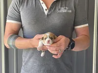 Tulip - Female 2, a female Pembroke Welsh Corgi for sale in Jefferson, SC – 3 of 4