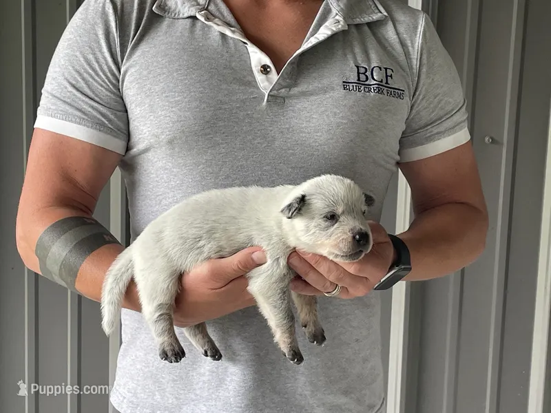 Mable - Male 3 – Australian Cattle Dog puppy for sale in Jefferson, SC