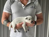 Mable - Male 3, a male Australian Cattle Dog for sale in Jefferson, SC – 1 of 3
