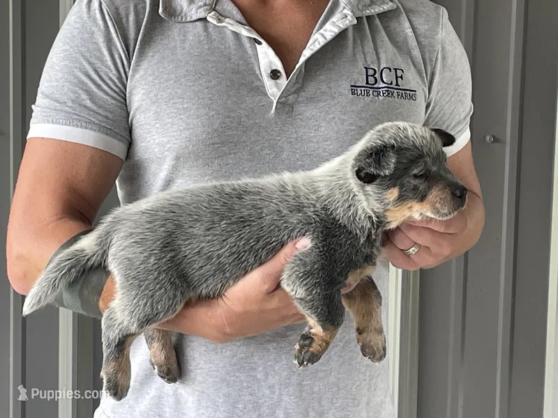 Mable - Male 3 – Australian Cattle Dog puppy for sale in Jefferson, SC
