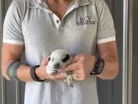 River - Female 2, a female Australian Cattle Dog for sale in Jefferson, SC – 2 of 3
