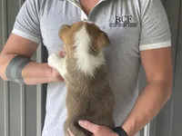 Olive - Female 2, a female Pembroke Welsh Corgi for sale in Jefferson, SC – 4 of 4