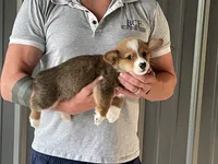 Lue Lue - Male 2, a male Pembroke Welsh Corgi for sale in Jefferson, SC – 4 of 4