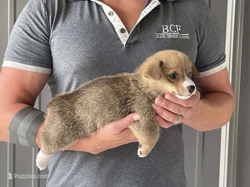 Lue Lue - Male 5 – Pembroke Welsh Corgi puppy for sale in Jefferson, SC