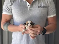 Olive - Female 2, a female Pembroke Welsh Corgi for sale in Jefferson, SC – Photo 3 of 4