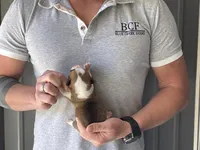 Olive - Female 2, a female Pembroke Welsh Corgi for sale in Jefferson, SC – Photo 4 of 4