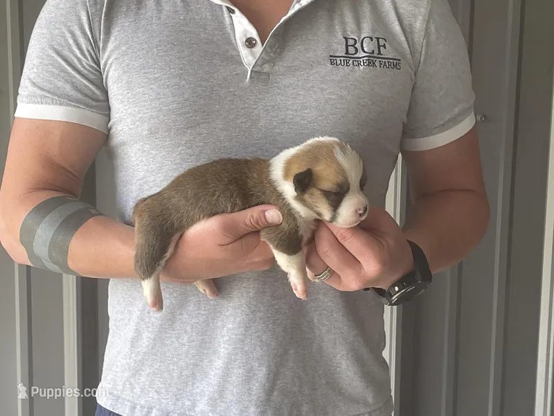 Olive - Female 2 – Pembroke Welsh Corgi puppy for sale in Jefferson, SC