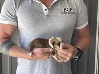 Olive - Female 2, a female Pembroke Welsh Corgi for sale in Jefferson, SC – Photo 2 of 4