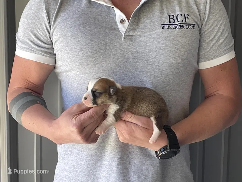 Olive - Female 2 – Pembroke Welsh Corgi puppy for sale in Jefferson, SC