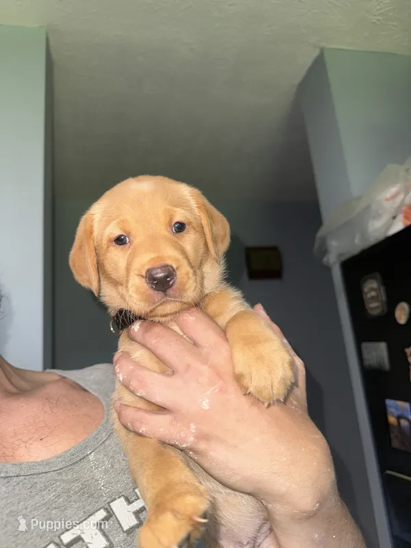 Duke – Labrador Retriever puppy for sale in La Follette, TN