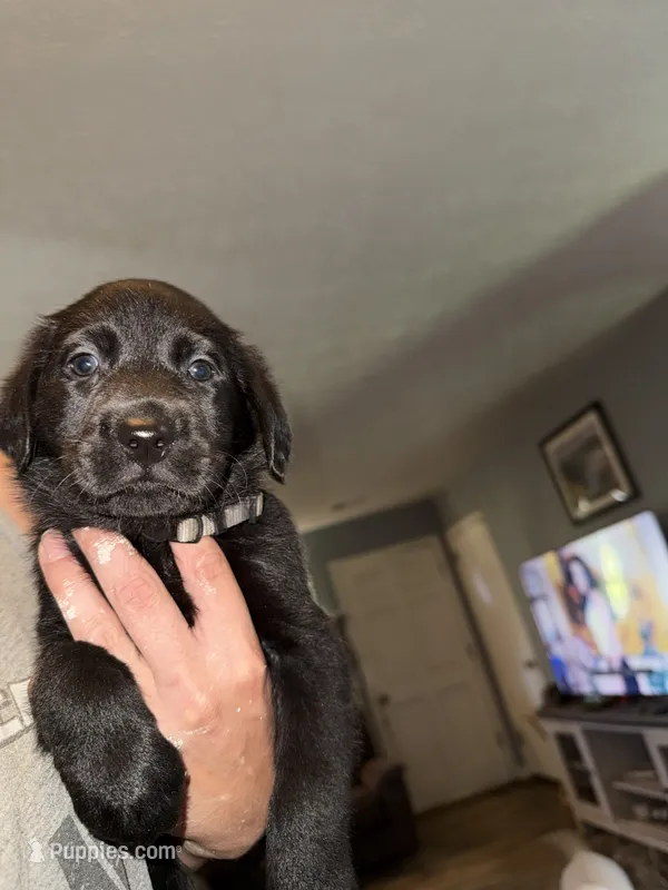 River  – Labrador Retriever puppy for sale in La Follette, TN