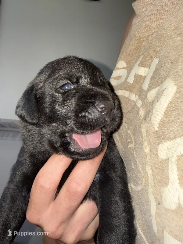 Cypress – Labrador Retriever puppy for sale in La Follette, TN