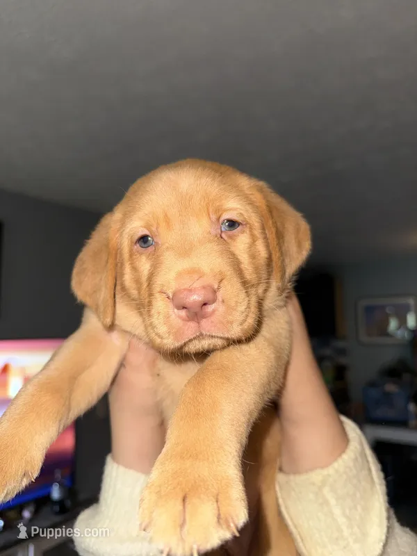 Cash – Labrador Retriever puppy for sale in La Follette, TN