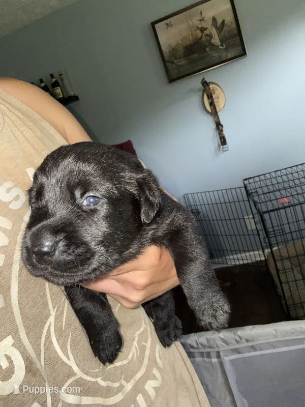 River  – Labrador Retriever puppy for sale in La Follette, TN