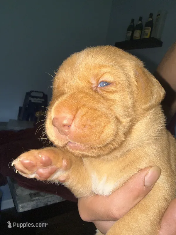 Duke – Labrador Retriever puppy for sale in La Follette, TN