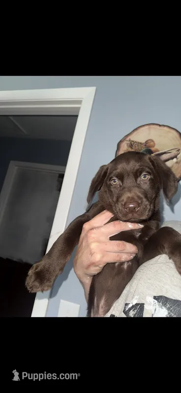 Tank  – Labrador Retriever puppy for sale in La Follette, TN