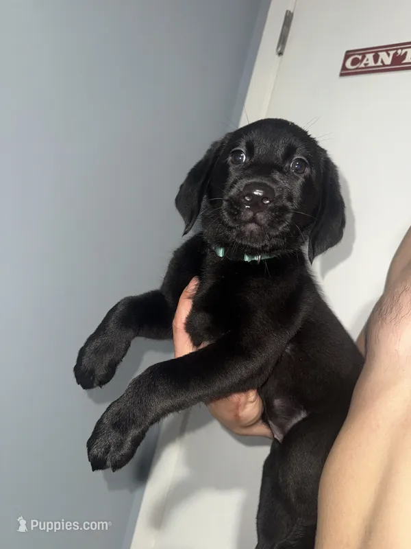 Cypress – Labrador Retriever puppy for sale in La Follette, TN