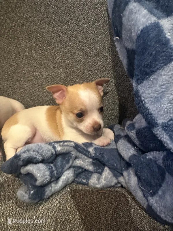Topaz – Chihuahua puppy for sale in Peachtree City, GA