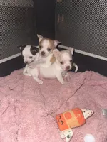Quartz, a male Chihuahua for sale in Peachtree City, GA – 6 of 9