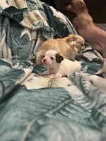 Ruby, a female Chihuahua for sale in Peachtree City, GA – Photo 4 of 8