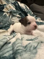 Ruby, a female Chihuahua for sale in Peachtree City, GA – Photo 2 of 8
