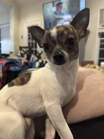 Ruby, a female Chihuahua for sale in Peachtree City, GA – Photo 8 of 8
