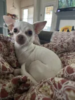 Ruby, a female Chihuahua for sale in Peachtree City, GA – Photo 7 of 8