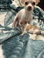 Topaz, a male Chihuahua for sale in Peachtree City, GA – Photo 4 of 7