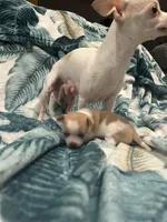 Topaz, a male Chihuahua for sale in Peachtree City, GA – Photo 3 of 7