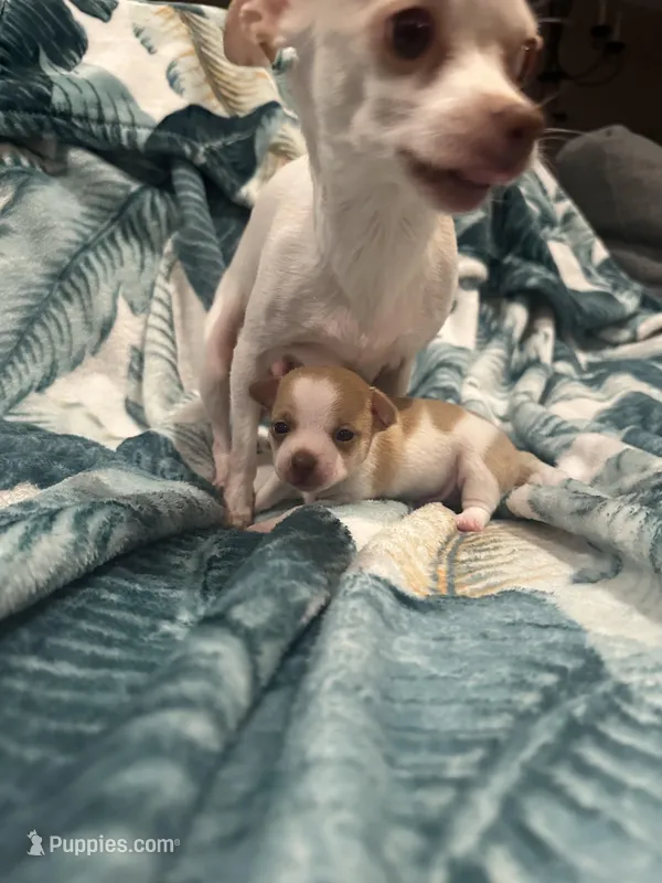 Topaz, a male Chihuahua for sale in Peachtree City, GA – Photo 1 of 7
