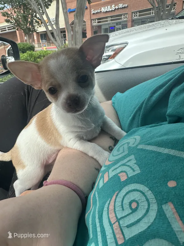 Topaz – Chihuahua puppy for sale in Peachtree City, GA