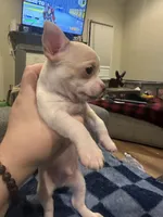 Quartz, a male Chihuahua for sale in Peachtree City, GA – 3 of 9