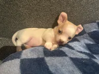 Quartz, a male Chihuahua for sale in Peachtree City, GA – 2 of 9