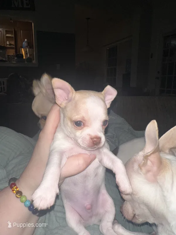 Quartz – Chihuahua puppy for sale in Peachtree City, GA
