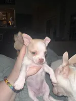 Quartz, a male Chihuahua for sale in Peachtree City, GA – 4 of 9
